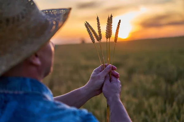 Farmář Slamáku Poli Zralý Pšenice Při Západu Slunce Sluncem Rámu — Stock fotografie