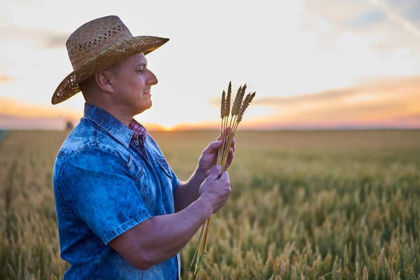 Farmář Slamáku Poli Zralý Pšenice Při Západu Slunce Sluncem Rámu — Stock fotografie
