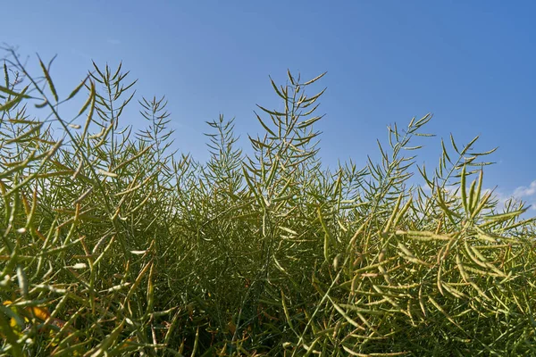 Canola Veld Het Platteland Peulen Rijpen Het Zonlicht — Stockfoto