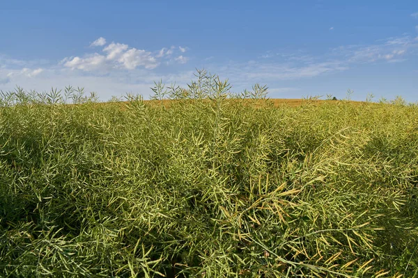 Champ Canola Campagne Gousses Mûrissant Soleil — Photo