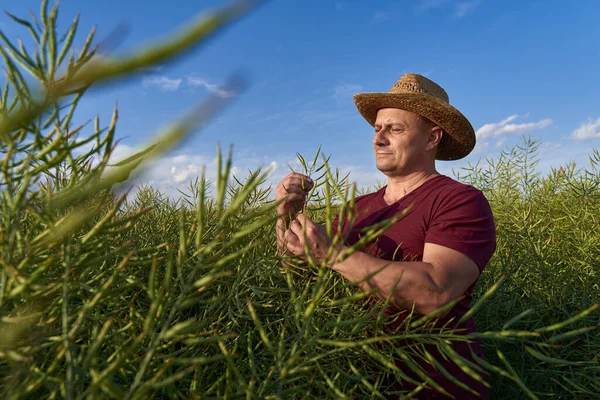 Landwirt Überprüft Juni Den Zustand Der Rapsplantage — Stockfoto