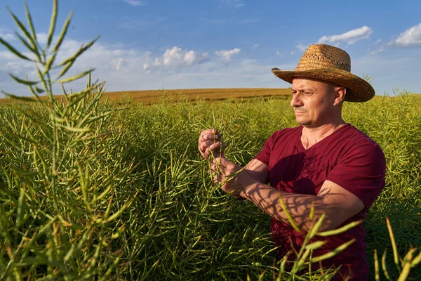 Agricultor Checando Estado Plantação Canola Junho — Fotografia de Stock