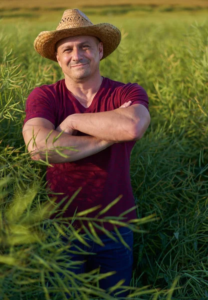 Landwirt Überprüft Juni Den Zustand Der Rapsplantage — Stockfoto