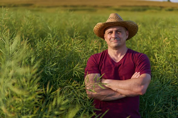 Boer Controleert Toestand Van Canola Plantage Juni — Stockfoto