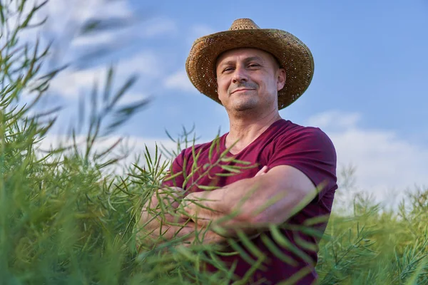 Agricultor Checando Estado Plantação Canola Junho — Fotografia de Stock