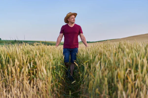 Agricultor Chapéu Palha Caminhando Por Campo Trigo Maduro Campo — Fotografia de Stock