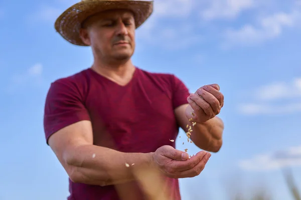 Landwirt Überprüft Die Qualität Des Weizengetreides — Stockfoto