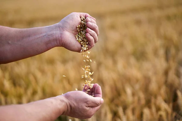 Landwirt Überprüft Die Qualität Des Weizengetreides — Stockfoto