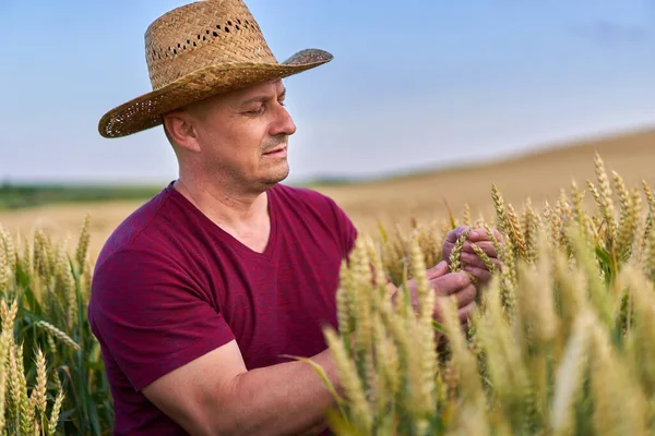 Haziran Ortasında Olgunlaşan Buğday Tarlasında Çiftçi — Stok fotoğraf