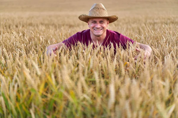 Landwirt Einem Weizenfeld Das Mitte Juni Reift — Stockfoto