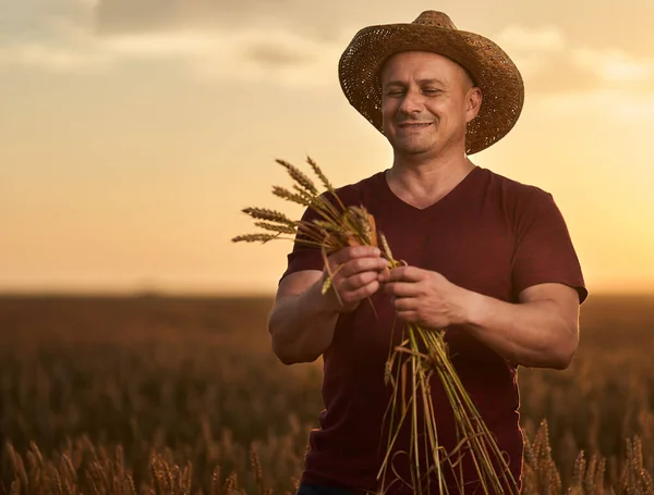 Farmář Slamáku Poli Zralý Pšenice Při Západu Slunce — Stock fotografie