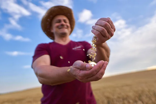 Contadino Che Controlla Qualità Dei Cereali Frumento — Foto Stock