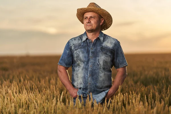 夕暮れ時に熟した小麦の畑のわら帽子の農家 — ストック写真