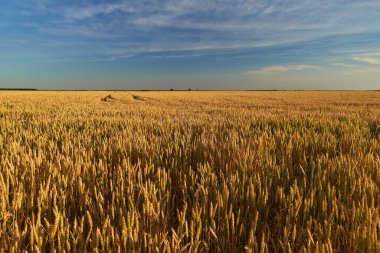 Olgun buğday tarlası yaz güneşinin altında gün batımında
