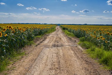 Yaz güneşi altında olgunlaşan ayçiçeği tarlası, öğleden sonra