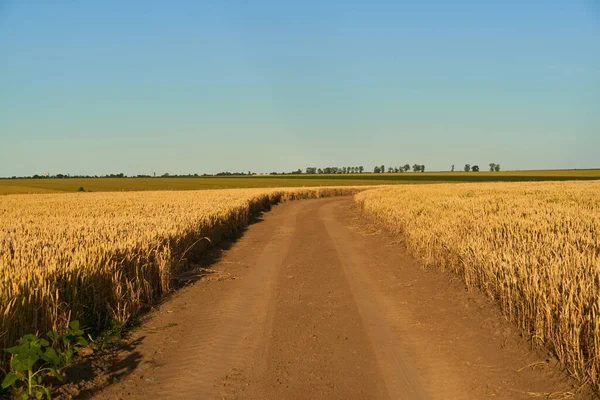 夕暮れ時に小麦畑を通る未舗装の道路 — ストック写真