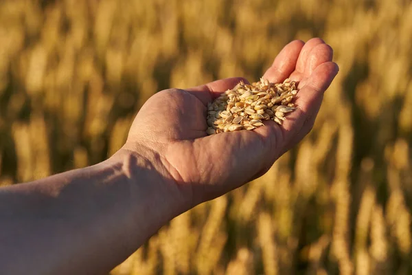 Hand Eines Bauern Mit Reifem Weizen Auf Dem Feld Bei — Stockfoto