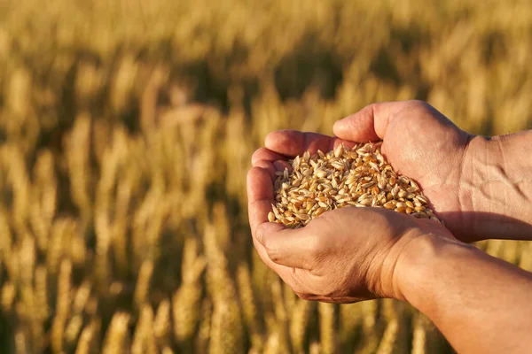 Hand Eines Bauern Mit Reifem Weizen Auf Dem Feld Bei — Stockfoto