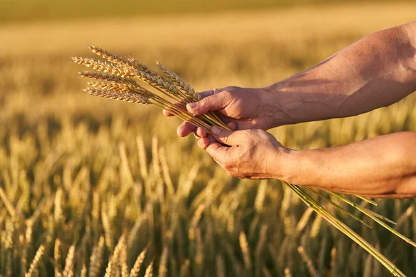 日落时农民在田里握住成熟小麦的手 — 图库照片