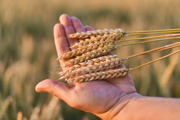 Mão Agricultor Que Detém Trigo Maduro Campo Pôr Sol — Fotografia de Stock