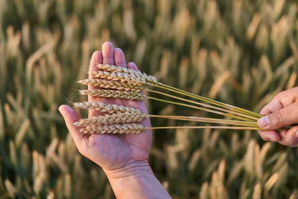 Mano Dell Agricoltore Che Alleva Frumento Maturo Nel Campo Tramonto — Foto Stock