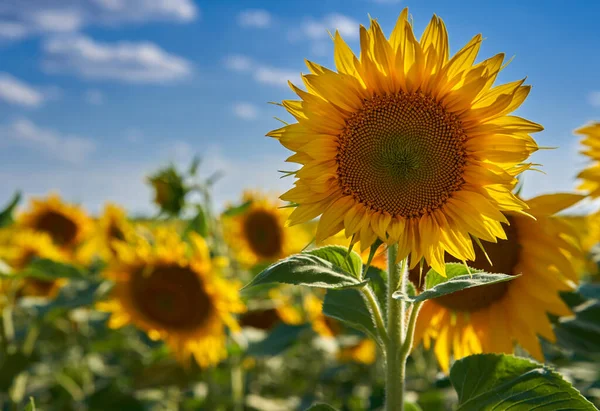 Sonnenblumenfeld Reift Unter Der Sommersonne Späten Nachmittag — Stockfoto