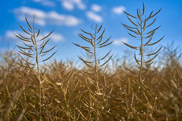 Campo Canola Maduro Listo Para Cosecha Bajo Sol Verano — Foto de Stock