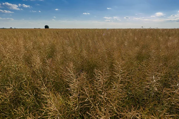Ripe Canola Field Ready Harvest Summer Sun — Stock Photo, Image