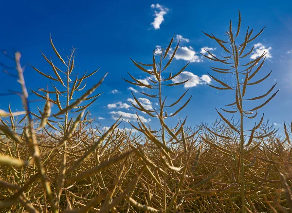 Rijp Canola Veld Klaar Voor Oogst Onder Zomerzon — Stockfoto