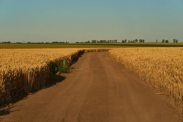 Dirt Road Going Wheat Field Sunset — Stockfoto