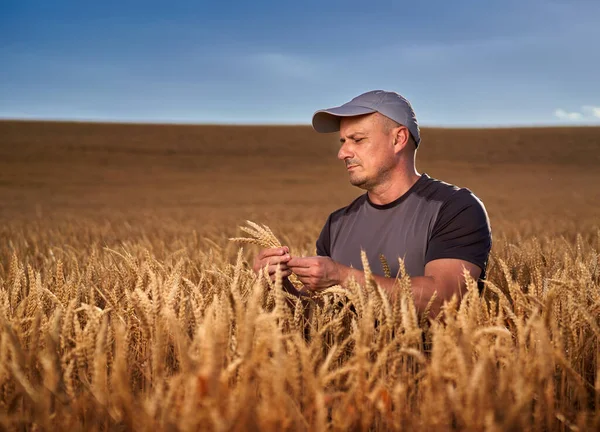 Heureux Agriculteur Dans Champ Blé Mûr Coucher Soleil — Photo