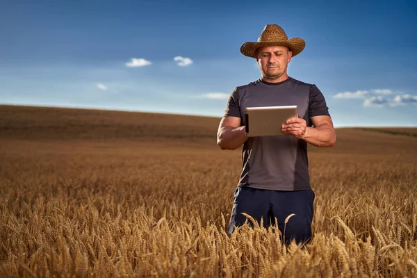 小麦文化の状態を確認するタブレットを持つ農家 — ストック写真