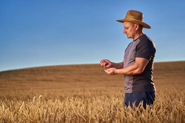 Šťastný Farmář Zralém Pšeničném Poli Při Západu Slunce — Stock fotografie