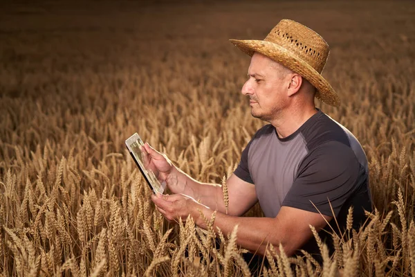 Jordbrukare Med Tablett Kontrollerar Tillståndet Sin Vetekultur — Stockfoto