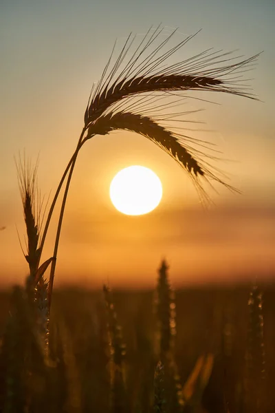 日没時に熟した小麦の耳の閉鎖 フレーム内の太陽と — ストック写真