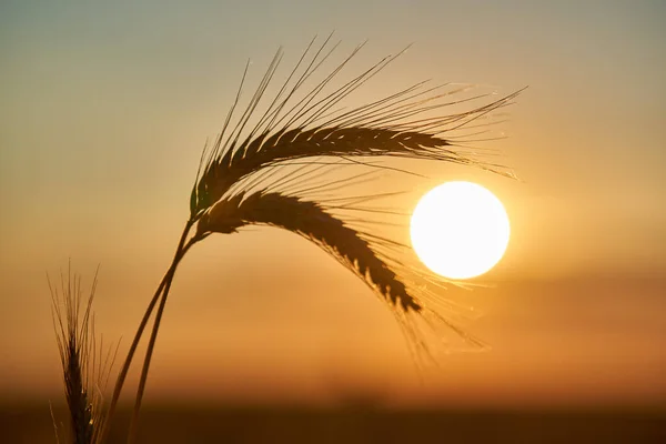 Closeup Ripe Wheat Ears Sunset Sun Frame — Stock Photo, Image