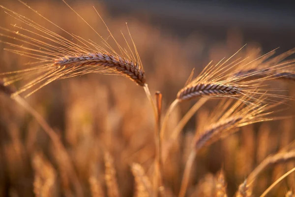 Closeup Ripe Wheat Ears Sunset — Stock Photo, Image