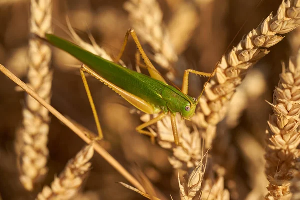 成熟小麦穗上的大型绿色蝗虫的宏观调控 — 图库照片