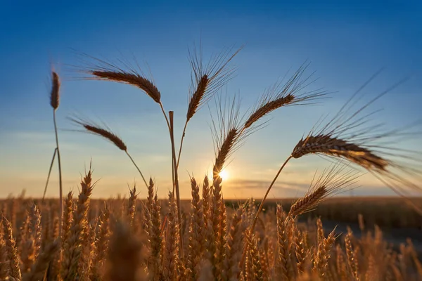 Closeup Ripe Wheat Ears Sunset Sun Frame — Stock Photo, Image