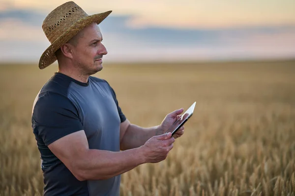 小麦文化の状態を確認するタブレットを持つ農家 — ストック写真