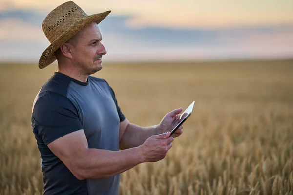 Landwirt Mit Tablet Den Zustand Seiner Weizenkultur Überprüfen — Stockfoto