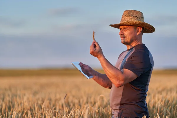 Agricoltore Con Una Tavoletta Che Controlla Stato Della Sua Coltura — Foto Stock