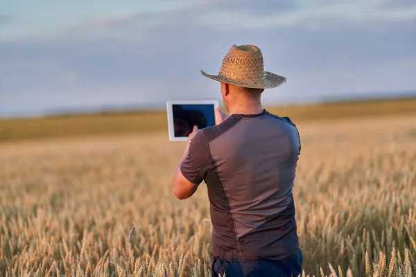 Farmer Tablet Checking State His Wheat Culture — ストック写真