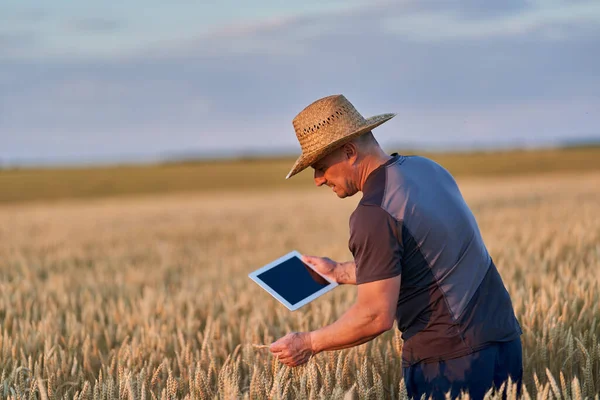 Farmer with a tablet checking the state of his wheat culture