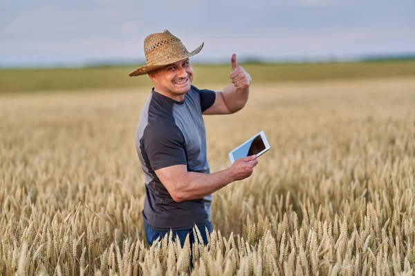Farmer with a tablet checking the state of his wheat culture
