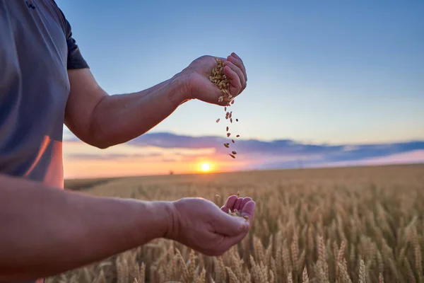 Zemědělci Kontrolují Jakost Pšeničných Zrn — Stock fotografie