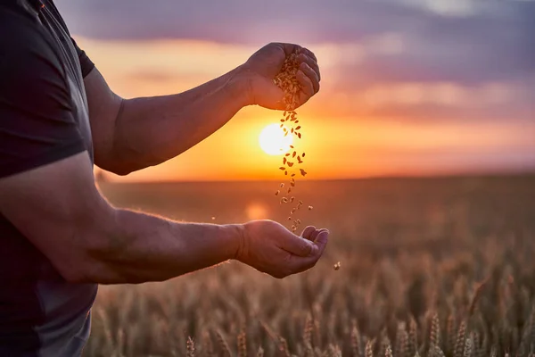 Landwirt Überprüft Die Qualität Des Weizengetreides — Stockfoto