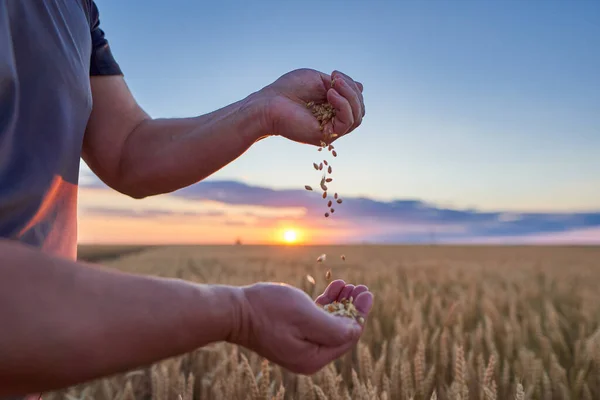 Contadino Che Controlla Qualità Dei Cereali Frumento — Foto Stock
