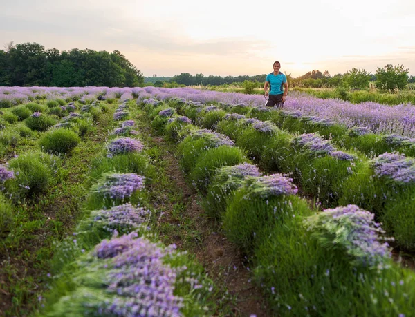 Happy Farmer Harvesting His Lavender Field Sunset — 图库照片