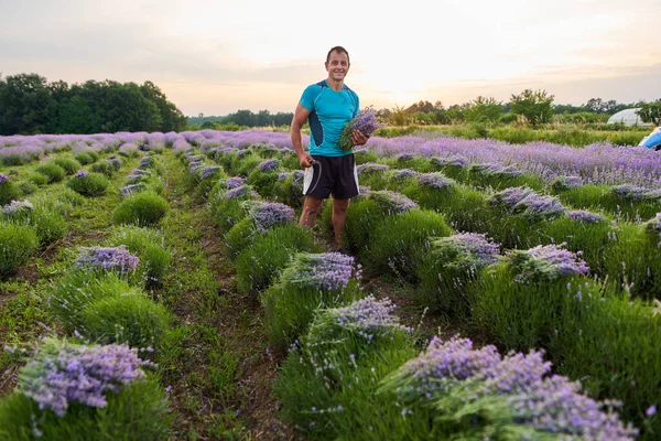 Gelukkige Boer Oogst Zijn Lavendelveld Bij Zonsondergang — Stockfoto